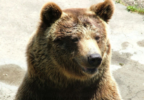 В Томской области медведь разорвал мужчину на глазах жены