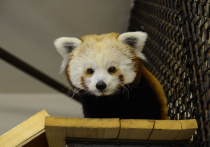 В Московском зоопарке поселилась красная панда