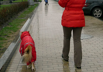 В Москве осуждены два вора, похищавшие из зоомагазинов комбинезоны для собак 