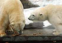 Медвежьи новости из зоопарка: одни впали в спячку, другие - в бэби-бум