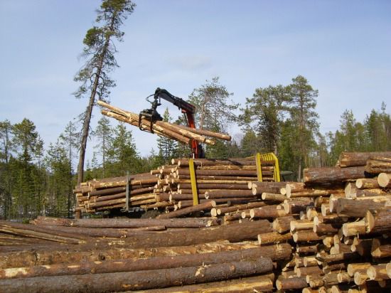 Бизнес на лесозаготовках самый доходный  