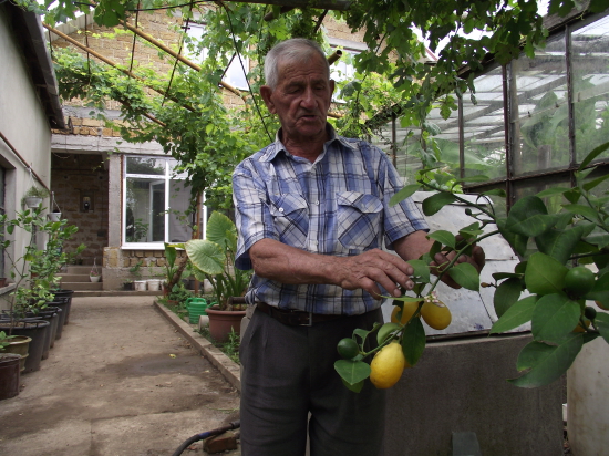 Близ Симферополя  уже более двадцати лет растет непривычный для местных широт лимонный сад