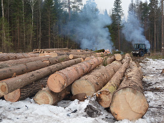 «Русский лес» борется с последствием нашествия короеда