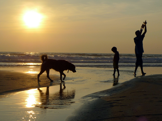 Поход с собакой на пляж — дело ответственное