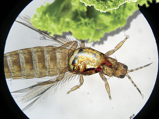 Опасное насекомое может уничтожить почти всю продукцию казахстанских теплиц 