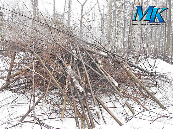 В Башкирии ледяной дождь поломал деревья на площади свыше 5 тысяч гектаров