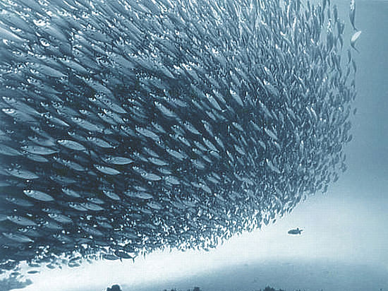Завершена тралово-акустическая «перепись» донных рыб Баренцева моря