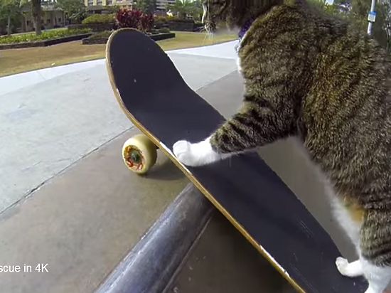 В Сети появилось новое видео от прославившейся на весь мир еще год назад кошки по имени Диджа (Didga)