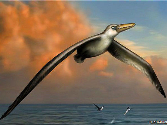 Американские исследователи смогли раскрыть и секрет полета самой большой птицы в истории эволюции видов