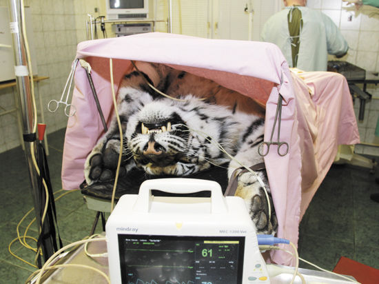У дикой кошки диагностировали гнойное воспаление матки, которое могло привести к гибели хищника