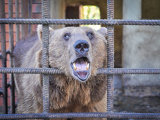 Брижит Бардо готова вывезти сочинских медведей-алкоголиков в Трансильванию 