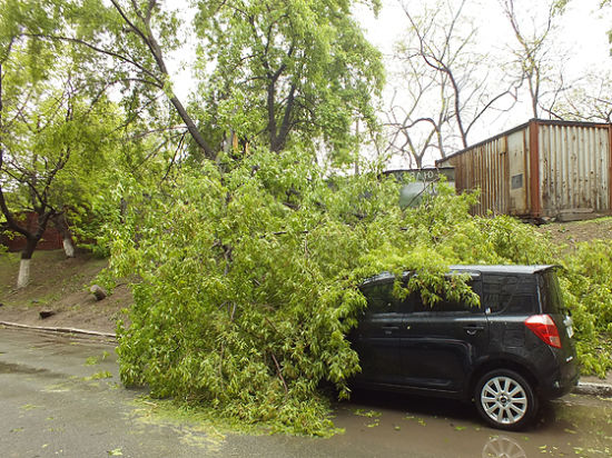 Сильный ветер и дождь, обрушившиеся на Владивосток в ночь на понедельник, снова «порадовали» автомобилистов падениями деревьев на припаркованные во дворах машины. 