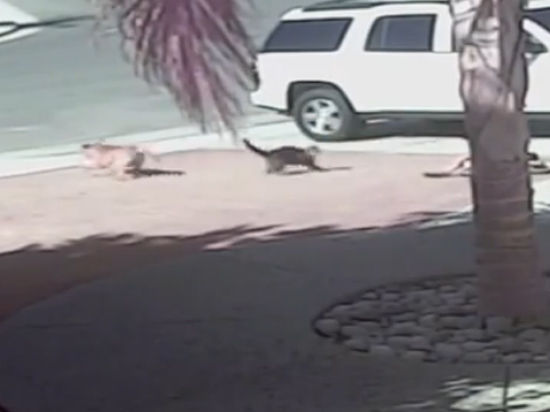 Тара сориентировалась раньше родителей малыша