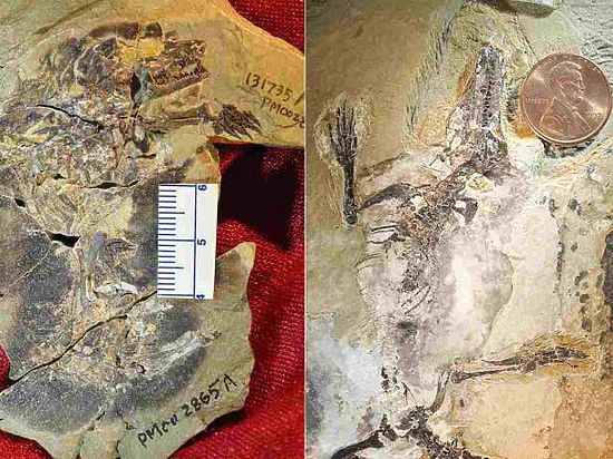 Одно из животных обладало пушистым хвостом и жило на ветках деревьев, второе обитало в вырытых им самим норах, а вокруг них -огромные монстры