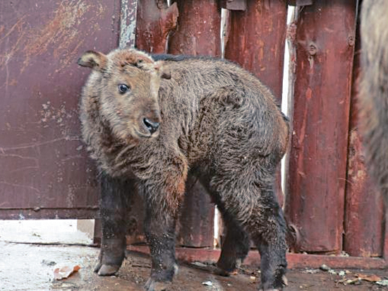 Увидеть детеныша такина теперь могут посетители Московского зоопарка