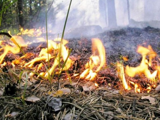 Житель Иркутска поджег лес при проведении обряда