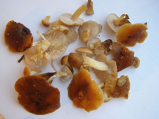 Несколько грибов в лесу недалеко от Пущино нашла читательница «МК»