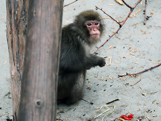 Впервые показано, что вирус ВИО горилл способен пересекать видовой барьер и передаваться человеку