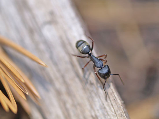 Совершить путешествие в мир муравьев в скором времени смогут жители столичного района Измайлово