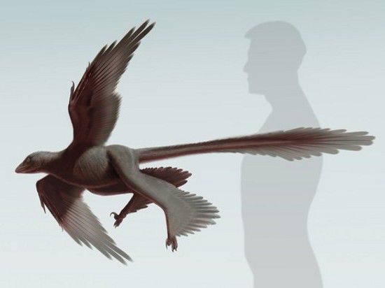 У существа было четыре крыла (пара "задних" вдобавок к обычным) и очень длинные хвостовые перья