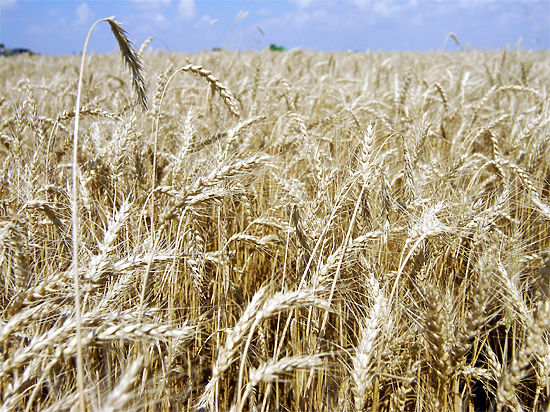 Сейчас мы можем обеспечить посевную разве что собственной пшеницей
