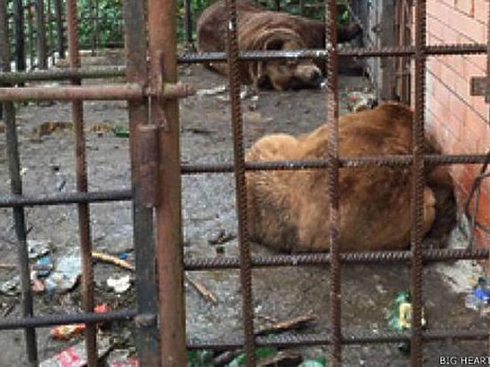 Дорогостоящую перевозку несчастных животных оплатит Фонд Брижит Бардо 