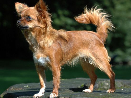 Этот пост обошёлся её хозяину в пять тысяч долларов