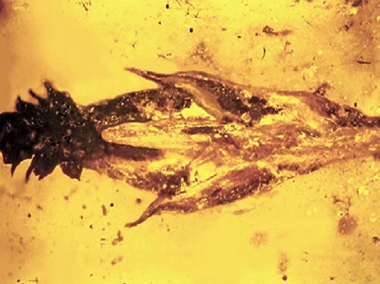 Ученые обнаружили древнейший фрагмент травы, а на нем - паразитический грибок типа  спорыньи