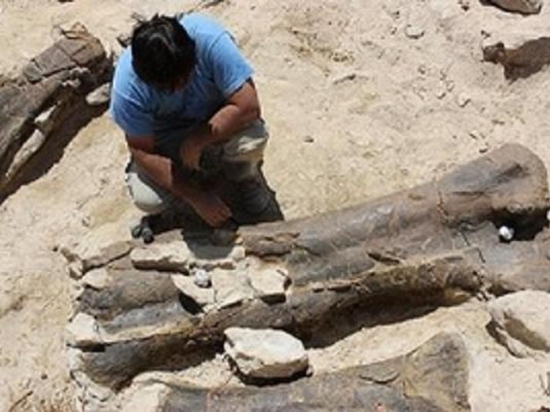 Томские учёные исследуют находки костей динозавров в Кемеровской области
