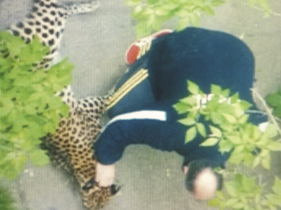 История с леопардом из московского двора, о которой во вторник рассказывал «МК», не могла не получить продолжение