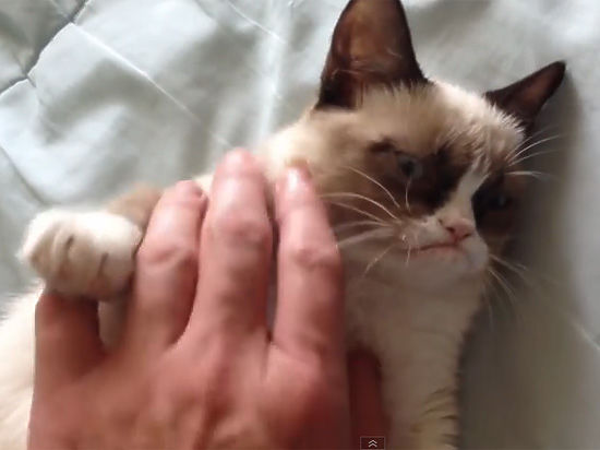 Владелица прославленного интернет-мема кошки Grumpy Cat (Сердитый Котик) Табата Бундесен умудрилась заработать на комическом обаянии собственного любимца $99,5 млн.