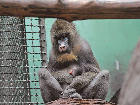 В столичном зоопарке пополнение в семье приматов