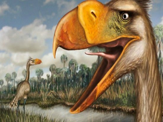 Останки ранее не известного науке вида хищных птиц обнаружены на территории Южной Америки
