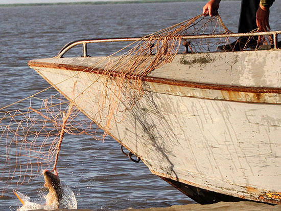 Что происходит, когда стирается грань между законным промыслом и варварским истреблением рыбных ресурсов