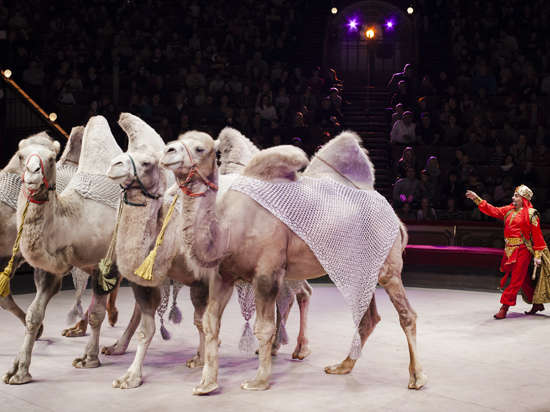 Аскольд Запашный: «С фестиваля начнется революция в мире цирка!»