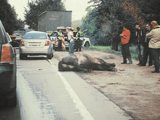 Между жизнью и смертью находится водитель автомобиля по фамилии Сон, столкнувшийся в среду с лошадью на Новобутовской улице. 