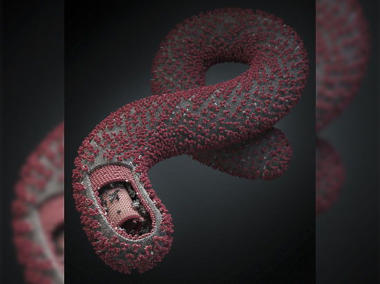 24 октября Эбола должна была, по прогнозам специалистов, появиться в России