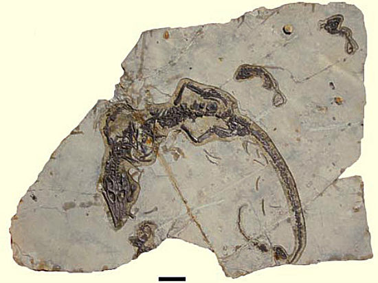 Что рассказала ученым каменная сцена из жизни взрослого Philydrosaurus и его деток