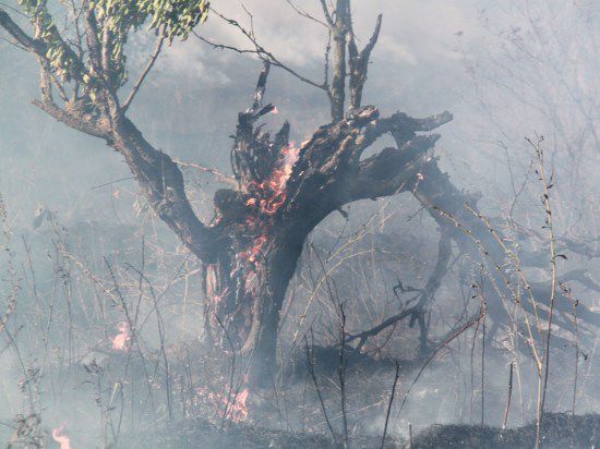 Пожарные спасли от полного уничтожения лес в Арзгирском районе