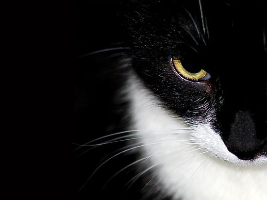 Раздача животных черного окраса будут проходить в городском кафе "Республика кошек"