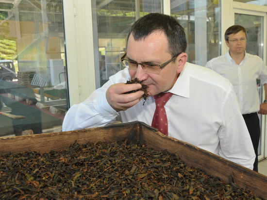 Чаеводы Сочи приглашают туристов на сбор урожая