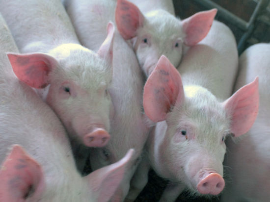 Предложение свинины на украинском рынке по итогам 7 месяцев сократилось на 5-6%
