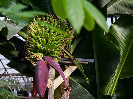 В оранжерее ботанического сада Иркутского госуниверситета заплодоносил сортовой банан 