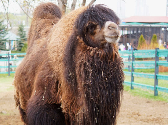 В челябинском зоопарке юбилей: верблюду Таганаю пять лет