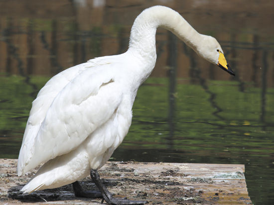 Пара белых лебедей впервые поселилась на днях на Майском пруду столичного парка «Сокольники»