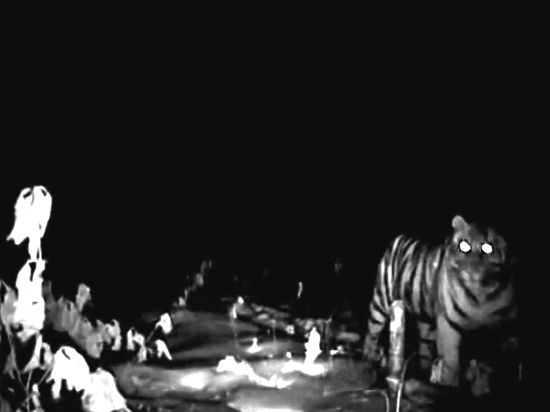 Молодая кошка попробовала научное оборудование «на зуб»