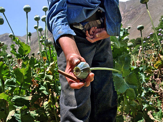 Этот год обещает быть самым "урожайным" по объему перевозимых через Казахстан наркотиков