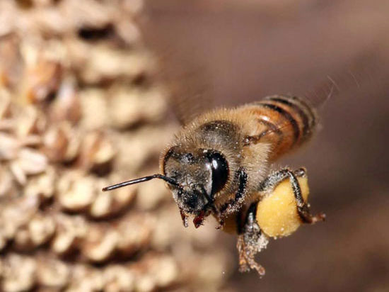 Из-за вражды двух семей в области может появиться новый закон о пчелах