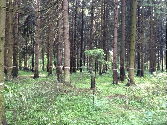 В Таманском лесу Ставрополя застучали топоры на строительстве перинатального центра