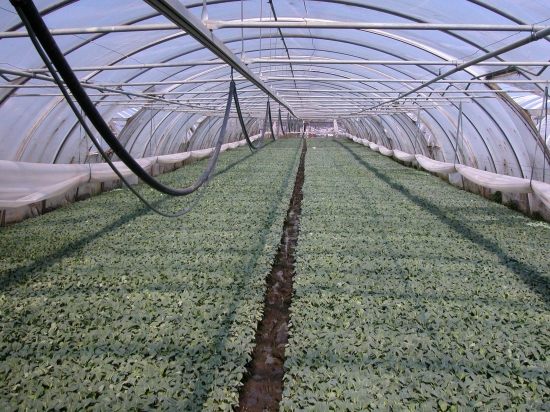 Киев себя считает «ведущей мировой сельхоздержавой»